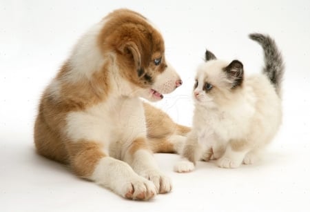 cute friends - puppy, cats, animals, friends, cute, kitten