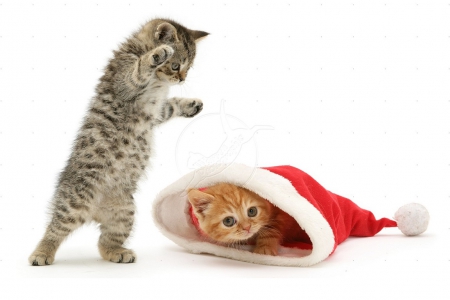 Kittens playing with Santa hat - cats, Santa hat, animals, playing