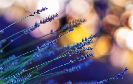 Blue Flowers ( for Andonia ) - nature, bokeh, blue flowers, petals, blue, andonia, splendor, flowers