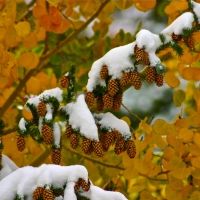 First snow fall