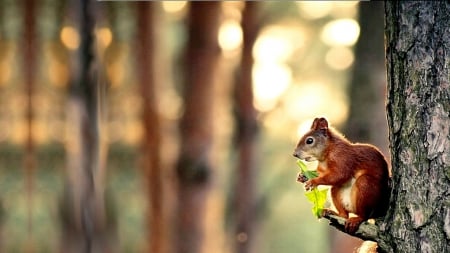 Squirrel - wood, trees, forest, animals, cute, squirrels