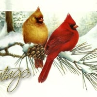 Christmas Cardinals F1C