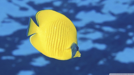 butterfly fish - butterfly, ocean, fish, blue