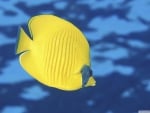 butterfly fish