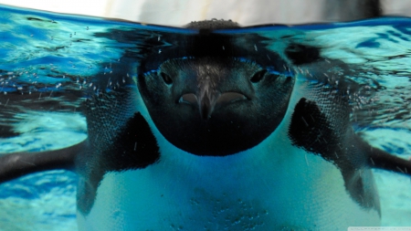 under the water - bird, water, blue, penguin