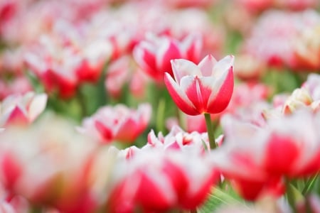 â™¥ - flowers, red, tulips, soft