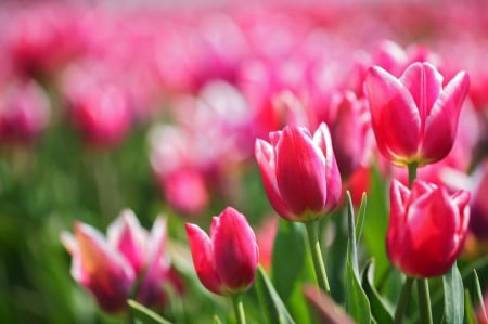 â™¥ - flowers, fields, tulips, soft