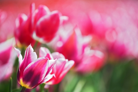 â™¥ - flowers, field, pink, tulips