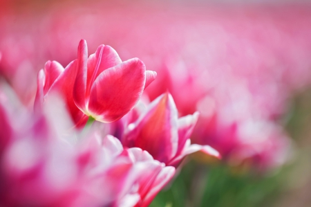 Tulips - flowers, field, pink, nature