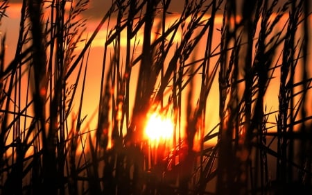 sunset - field, sky, wheat, sunset