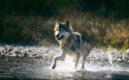 wolf in water - canine, wolf, water, dog