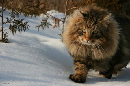 So Cute Cat - nature, cool, animals, cats, snow, photography, beautiful, winter