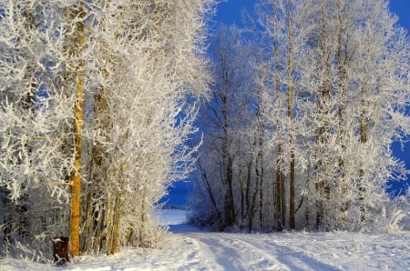 Country Road in Winter - snow, landscape, trees, season