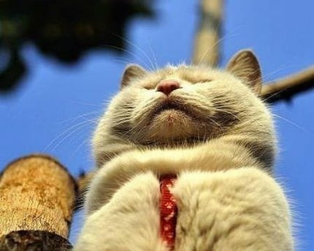 Cute cat - cat, animal, funny, cute