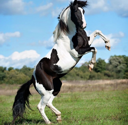 Power - black and white, horse, power, beautiful