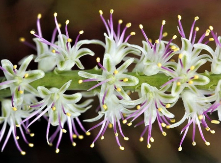 Flowers - flowers, beautiful, white, purple