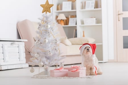 Christmas - christmas tree, magi christmas, xmas, merry christmas, dog, room, christmas