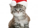 Cute "Santa" Kitty - again