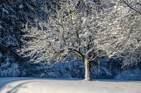 Winter Dream - winter, dream, tree, nature, snow