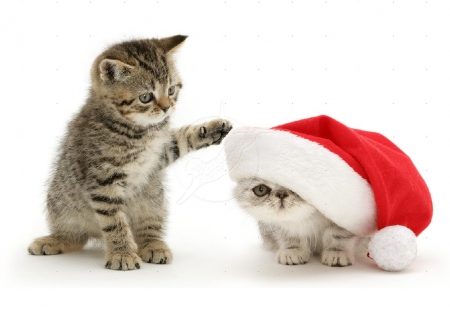 Kittens playing with Santa hat - cats, animals, playing, kittena, santa hat