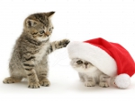 Kittens playing with Santa hat