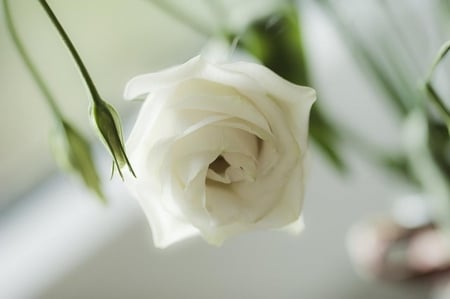 ROSE - white, rose, flower, beautiful