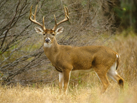 Buck - male, antlers, deer, stag