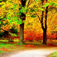 AUTUMN NATURE