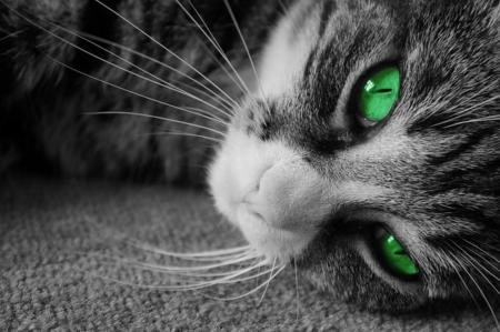 :) - cat, adorable, eyes, green, sweet, cute