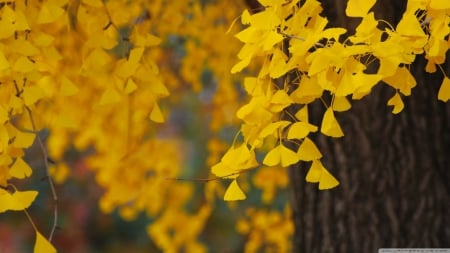 Ginkgo - forest, fall, wallpaper, seasons, leaves, hd, ginkgo, leaf, tree, nature, autumn