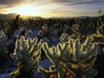 Sunset on a Desert