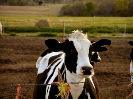 dairy calf - dairy, paddock, cow, calf