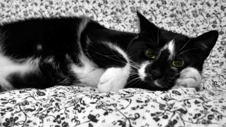 cat - white, black, cat, feline, bed