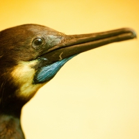 bird portrait