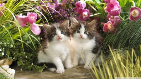 kittens in backyard - feline, cat, flower, kitten