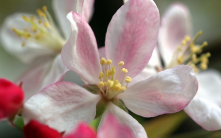 apple wisp - wisp, flower, nature, apple