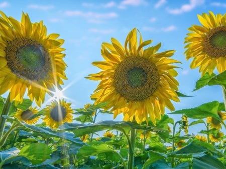 Sunflowers - sky, sunflowers, petals, flora