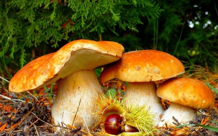 Three mushrooms - nature, three, mushrooms, forest