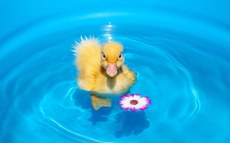 Small duck - water, duck, small, flower