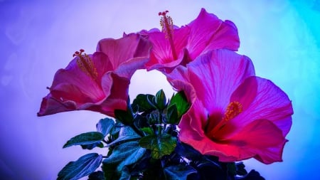 Red flower - leaves, nature, flower, red