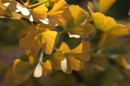 Ginkgo Japanese - Japanese, plant, Ginkgo, leaves