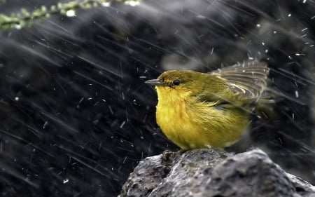 The bird - sparrow - sparrow, The bird, wind, rain, rock