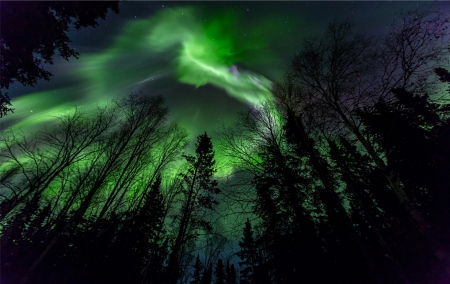 Aurora - landscape, trees, Aurora, forest