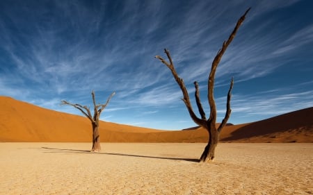 desert landscape - landscape, desert, tree, dune