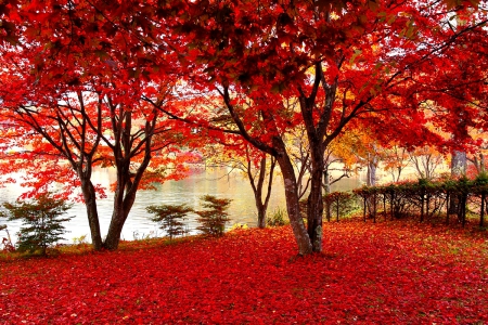 AUTUMN CARPET - park, autumn, pond, trees