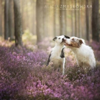 TWO DOGS IN FLOWERS