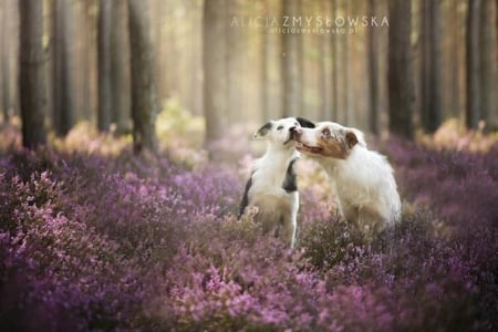 TWO DOGS IN FLOWERS - flowers, two, dogs, cute