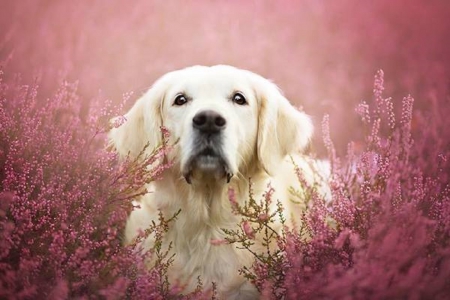 IN THE PINK - flowers, pink, cute, dog