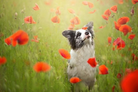 DOG IN POPPIES - red, cute, poppies, dog