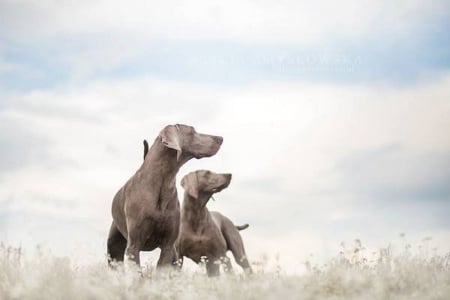 DOGS LOOKING - two, dogs, cute, looking